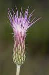 Le Conte's thistle